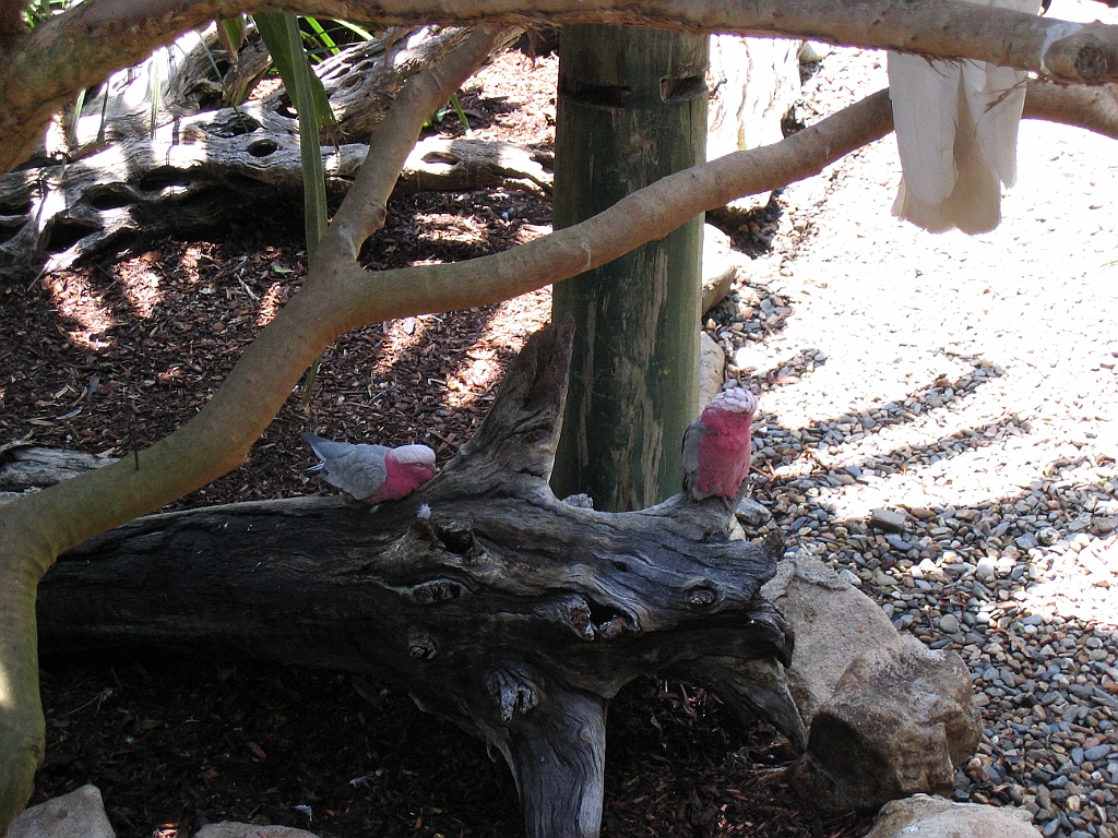 CairnsTC272 Wildlife Habitat.jpg